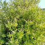 Clethra alnifolia Hábito