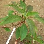 Euphorbia pulcherrima Folha