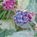 Rubus caesius Gyümölcs
