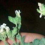 Chaenorhinum villosum Flower