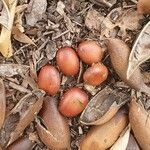 Castanospermum australe Fruct