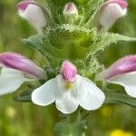Bellardia trixago Λουλούδι