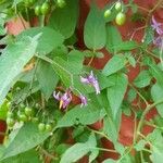 Solanum seaforthianum Цвят