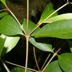 Ixora nicaraguensis Leaf