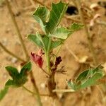 Jatropha chevalieri ഇല