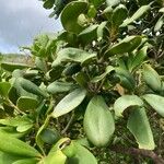 Jacquinia armillaris Leaf