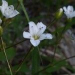 Eremogone capillaris Flower