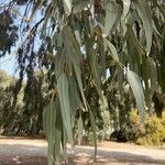 Eucalyptus gomphocephala Blatt