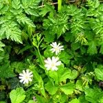 Stellaria palustrisFlower