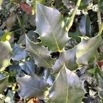 Ilex aquifolium Folha