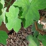 Pelargonium tomentosum Blad