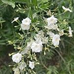 Convolvulus floridus പുഷ്പം