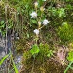 Saxifraga cuneifolia عادت