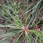 Pinus rigida Liść