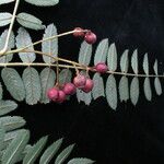 Sorbus himalaica Habitus