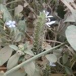 Tetramerium nervosum 花