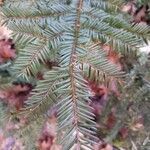 Taxus canadensisFolla