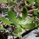 Sedum dendroideum Foglia