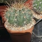 Melocactus bahiensis