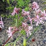 Silene flos-cuculi Flors