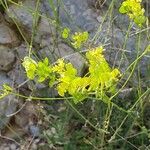 Biscutella lima Flower