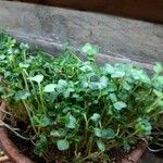 Ranunculus hederaceus Yaprak