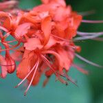 Clerodendrum buchananii Flower