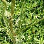 Crepis biennis Leaf