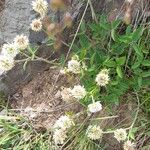 Trifolium montanum Habit