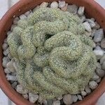 Mammillaria elongata Агульны выгляд