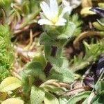 Cerastium semidecandrum عادت داشتن