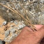 Brachypodium phoenicoides Blad