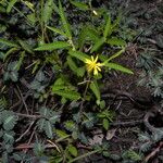Corchorus hirtus 形态