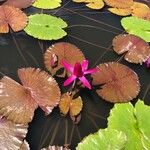Nymphaea rubra 花
