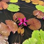 Nymphaea rubra Blüte