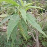 × Chitalpa tashkentensis Fuelha