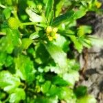 Ranunculus sceleratus Fiore