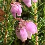 Erica tetralixFlower