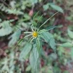 Bidens frondosa Цветок