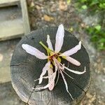 Calodendrum capense Květ