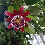 Passiflora quadrangularis Virág