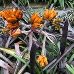 Guzmania plumieri Λουλούδι