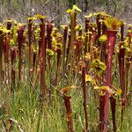 Sarracenia flava Hábito