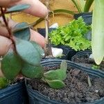 Kalanchoe manginii Folha