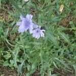 Cichorium intybus Λουλούδι
