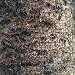 Washingtonia filifera 樹皮