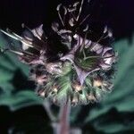 Phacelia hydrophylloides Fiore