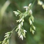 Deschampsia cespitosa Λουλούδι