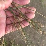 Juncus inflexus Flower