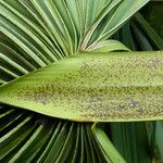 Sabal causiarum Leaf